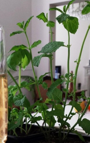 20150414_165121 - Copy (2)